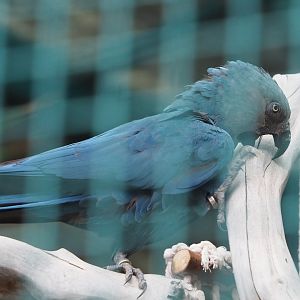 Spix's macaw (Cyanopsitta spixii), 2023-10-13