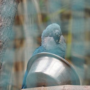 Spix's macaw (Cyanopsitta spixii), 2023-10-13