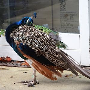 Blue peafowl (Pavo cristatus), 2023-10-13