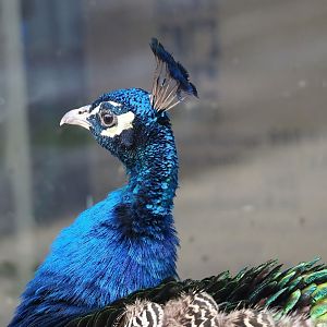 Blue peafowl (Pavo cristatus), 2023-10-13