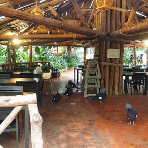 Oasis eating area with mob of Sclater's crowned pigeons hanging around, 2023-10-13