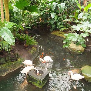 Lesser flamingo exhibit, 2023-10-13