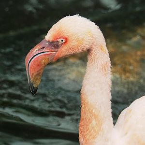 Lesser flamingo (Phoeniconaias minor), 2023-10-13