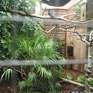 Silvery-cheeked hornbill aviary, 2023-10-13