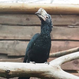 Silvery-cheeked hornbill (Bycanistes brevis), 2023-10-13