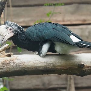 Silvery-cheeked hornbill (Bycanistes brevis), 2023-10-13