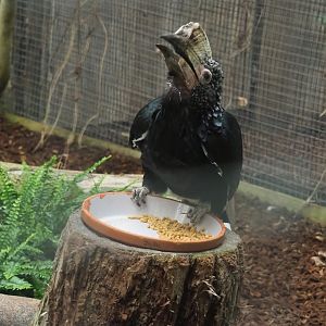 Silvery-cheeked hornbill (Bycanistes brevis), 2023-10-13