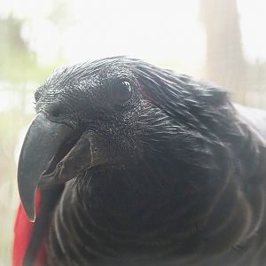 Pesquet's parrot (Psittrichas fulgidus), 2023-10-13