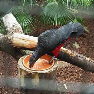 Pesquet's parrot (Psittrichas fulgidus), 2023-10-13