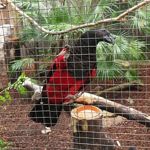 Pesquet's parrot (Psittrichas fulgidus), 2023-10-13