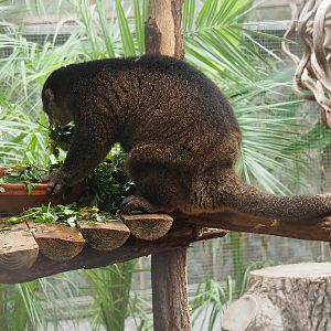 Sulawesi Bear cuscus (Ailurops ursinus), 2023-10-13