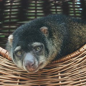 Sulawesi Bear cuscus (Ailurops ursinus), 2023-10-13