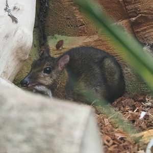 Javan mouse deer (Tragulus javanicus), 2023-10-13