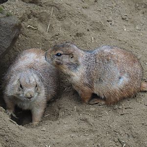Black-tailed prairie dogs (Cynomys ludovicianus), 2023-10-13