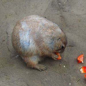 Black-tailed prairie dog (Cynomys ludovicianus), 2023-10-13