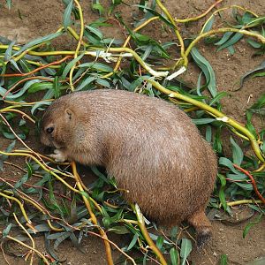 Black-tailed prairie dog (Cynomys ludovicianus), 2023-10-13