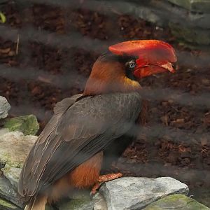 Northern rufous hornbill (Buceros hydrocorax), 2023-10-13