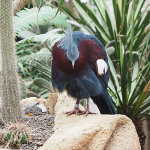 Sclater`s crowned pigeon (Goura sclateri), 2023-10-13