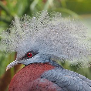 Sclater`s crowned pigeon (Goura sclateri), 2023-10-13