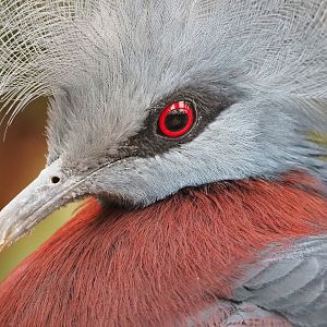 Sclater`s crowned pigeon (Goura sclateri), 2023-10-13