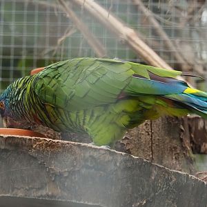 St. Lucia amazon (Amazona versicolor), 2023-10-13