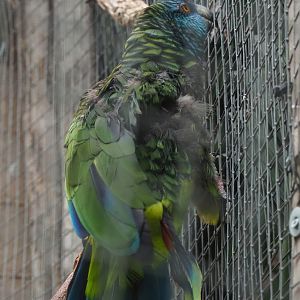 St. Lucia amazon (Amazona versicolor), 2023-10-13