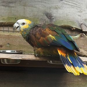 St. Vincent amazon (Amazona guildingii), 2023-10-13