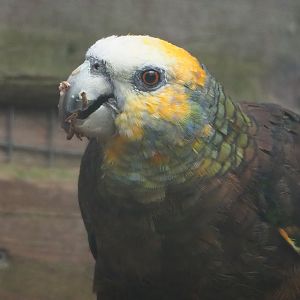 St. Vincent amazon (Amazona guildingii), 2023-10-13