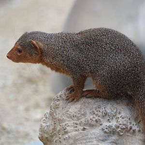 Dwarf mongoose (Helogale parvula), 2023-10-13