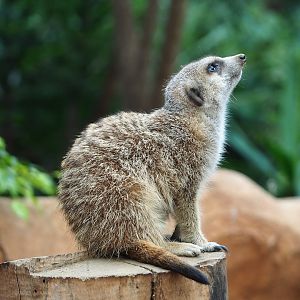 Meerkat (Suricata suricatta), 2023-10-13