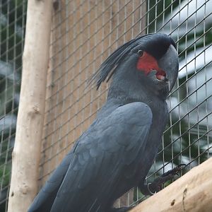 Palm cockatoo (Probosciger aterrimus), 2023-10-13