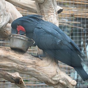 Palm cockatoo (Probosciger aterrimus), 2023-10-13