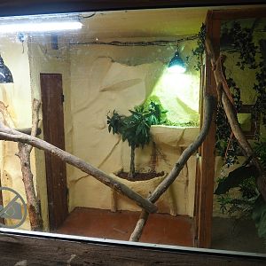 Green iguana terrarium (Former hummingbird exhibit), 2023-10-13