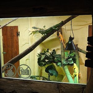 Green iguana terrarium (Former hummingbird exhibit), 2023-10-13