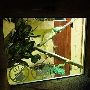 Green iguana terrarium (Former hummingbird exhibit), 2023-10-13