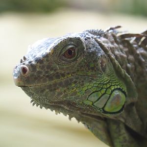 Green iguana (Iguana iguana), 2023-10-13