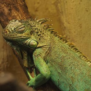 Green iguana (Iguana iguana), 2023-10-13