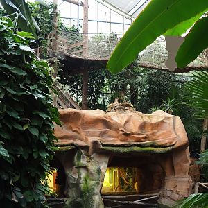 Oasis - Iguana terrarium viewing area with wall of armadillo exhibit and adventure bridge above it, 2023-10-13