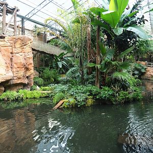 White-faced saki island, 2023-10-13