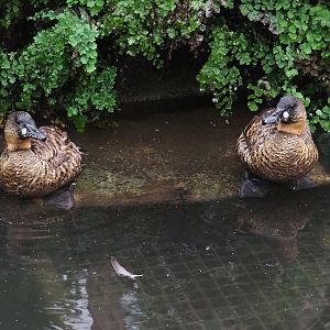 African white-backed ducks (Thalassornis leuconotus leuconotus), 2023-10-13