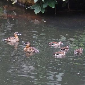 African white-backed duck (Thalassornis leuconotus leuconotus) and Ringed teals (Callonetta leucophrys), 2023-10-13