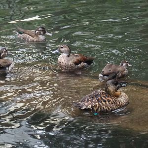 African white-backed duck (Thalassornis leuconotus leuconotus) and Ringed teals (Callonetta leucophrys), 2023-10-13
