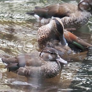 Ringed teals (Callonetta leucophrys), 2023-10-13