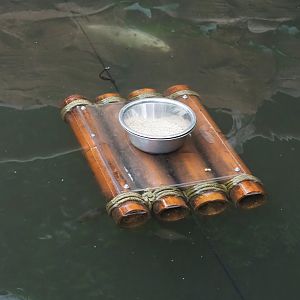 Floating duck feeding platform, 2023-10-13