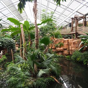 White-faced saki island, 2023-10-13