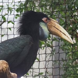 Wreathed hornbill (Rhyticeros undulatus), 2023-10-13