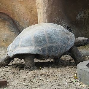 Aldabra giant tortoise (Aldabrachelys gigantea gigantea), 2023-10-13