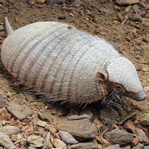 Large hairy armadillo (Chaetophractus villosus), 2023-10-13