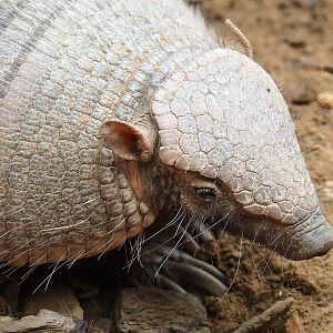 Large hairy armadillo (Chaetophractus villosus), 2023-10-13