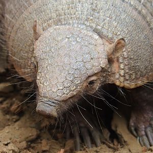 Large hairy armadillo (Chaetophractus villosus), 2023-10-13